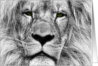 African Lion Black and White Digital Drawing Blank Any Occasion card