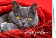 Birthday Wishes Gray British Shorthair Cat in a Red Blanket card