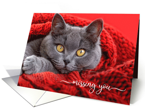Missing You Gray Cat in a Red Knit Afghan card (1175598)