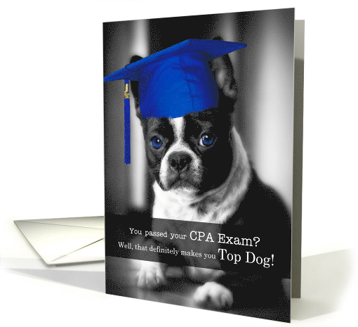 Passing the CPA Exam Congratulations Boston Terrier Dog card (1290720)