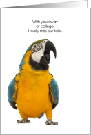 from Pet Bird Thinking of You Away at College card