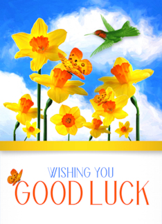 Good Luck Daffodil...