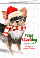 Long Haired Chihuahua Funny Fleas Navidog Christmas Custom card