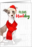 Italian Greyhound Dog Funny Fleas Navidog Christmas card