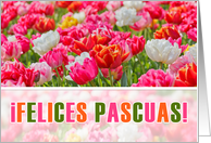 SPANISH Easter Joyeuses Paques Pink Tulip Garden card