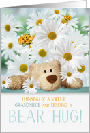 for Young Grandniece Thinking of You Bear Hug and Daisies card
