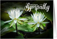 Sympathy White...