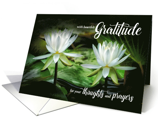 Sympathy Thank You White Waterlilies Blank Inside card (1688700)