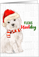 Westie Funny Fleas Navidog Christmas in Red and Green card