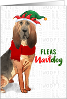 Funny Christmas Bloodhound Fleas NaviDOG Dog Lover’s Holiday card