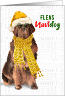 Funny Christmas Newfoundland Fleas NaviDOG Pet Lover Holiday card