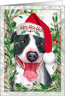 Blue Gray Pit Bull Christmas Dog in Ho Ho Ho Santa Hat card