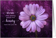 Get Well Purple Daisy and Tender Wishes of Healing card