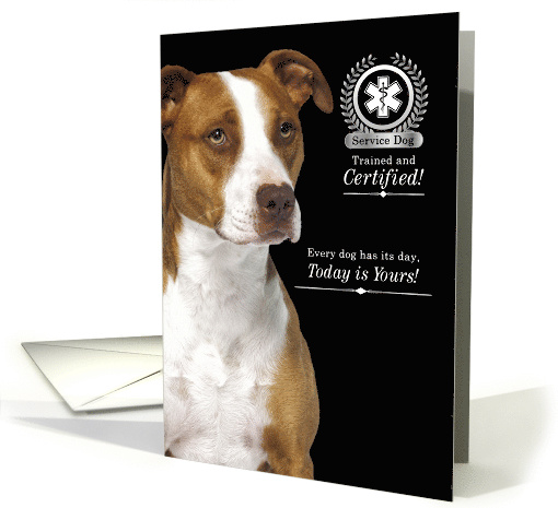 Service Dog Certification Graduation American Pit Bull Terrier card