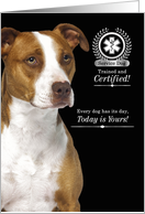 Service Dog Certification Graduation American Pit Bull Terrier card