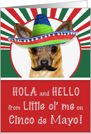 Cinco de Mayo Chihuahua in a Sombrero Funny Dog card