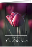 Deepest Condolences Pink Solitary Tulip card