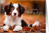 Thinking of You Australian Shepherd Puppy card