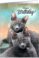 for Friend’s Birthday Gray Cats for the Cat Lover card