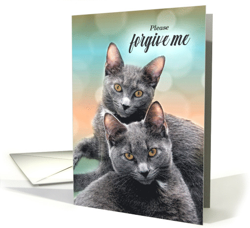 Apology for Cat Lover Two Gray Cats Please Forgive Me card (432087)