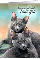 I Miss You Two Gray Cats I Miss Us card