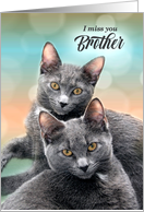 Missing a Brother Two Gray Cats for Pet Lovers card