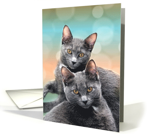 Gray Cats Pet Lover Blank Any Occasion card (432095)