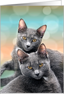 Gray Cats Pet Lover Blank Any Occasion card