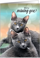 We’re Miss You Two Gray Cats for the Pet Lover card