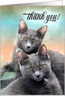 Thank You Two Gray Cats card