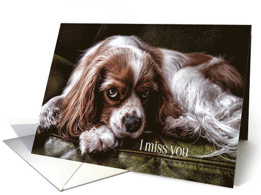 Missing You Cocker Spaniel Dog Sad Looking card (432142)