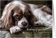 Encouragement Cocker Spaniel Dog Sad Thinking of You card