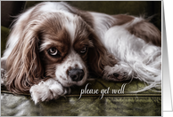 Get Well Soon Cocker Spaniel Dog on a Sofa card