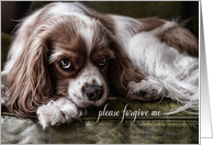 Apology I’m Sorry Labrador Retriever Dog Paw Print card