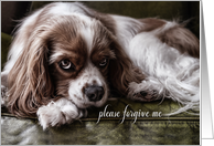 Apology I’m Sorry Sad Looking Cocker Spaniel Dog card