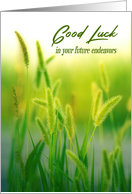 Good Luck Green Summer Grass card