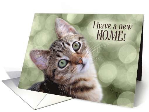 New Cat Announcement for the New Addition to Your Family card (449719)