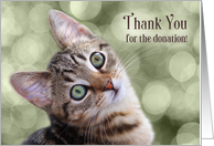 Thank You for the Donation Tabby Kitten card