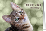 Encouragment Thinking of You Tabby Kitten card