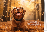 from the Dog Thanksgiving Autumn Leaves and Sunbathing card