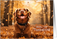 from the Dog Thanksgiving Playing in the Autumn Leaves card