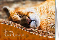 I’m Sorry Funny Napping Mountain Lion card