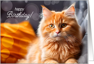 Cat Lover’s Birthday Orange Tabby card
