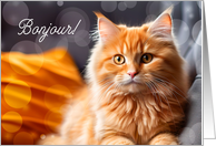 Bonjour French Hi or Hello Orange Tabby Cat Blank card