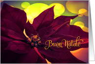 Italian Buon Natale Christmas Wine Colored Poinsettia card
