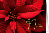 Italian Buon Natale Christmas Wine Colored Poinsettia card