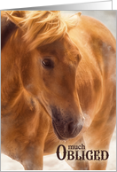 Much Obliged Horse Lover Thank You with a Western Twist Blank card