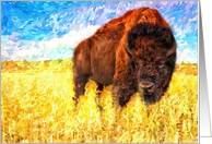 American Bison...