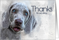 Thanks for Pet Sitting Watercolor Weimaraner Puppy card