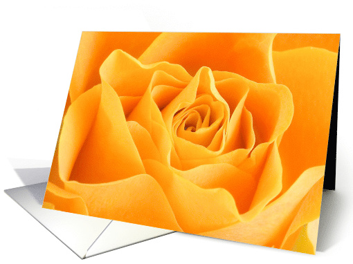 Yellow Rose Macro Photograph Botanical Blank Any Occasion card
